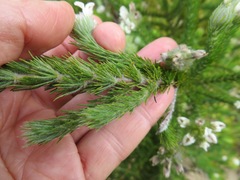 Aspalathus cephalotes cephalotes