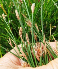 Hypodiscus willdenowia