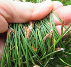 Hypodiscus willdenowia