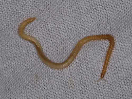 Geophilidae