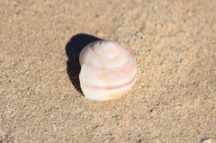 Helminthoglypta umbilicata