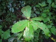 Quercus glaucoides