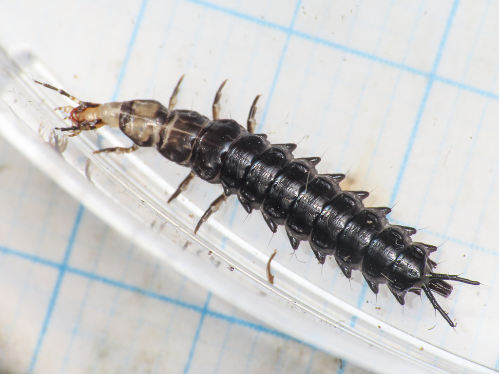 Licinus