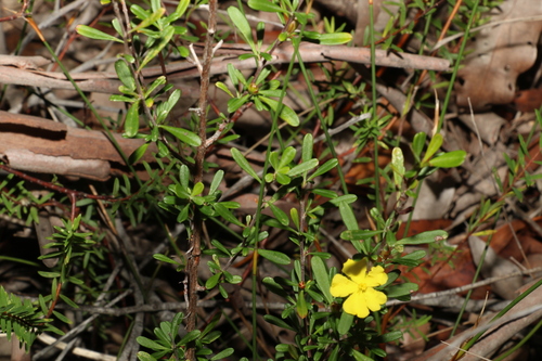 Image of Hibbertia linearis by (c) Greg Tasney, some rights reserved (CC BY-SA)