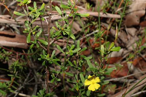 Image of Hibbertia linearis by (c) Greg Tasney, some rights reserved (CC BY-SA)