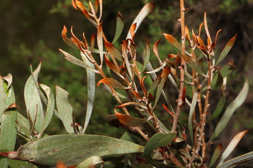 Image of Hakea laevipes by (c) Greg Tasney, some rights reserved (CC BY-SA)