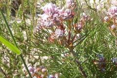 Serruria decipiens