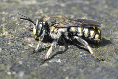 Anthidium maculosum