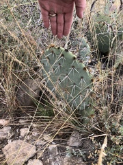 Opuntia discata