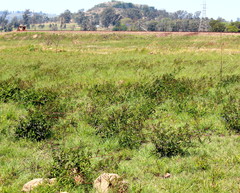 Podranea