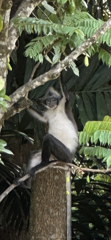 Bicolored Banded Langur