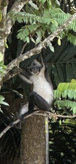 Bicolored Banded Langur photo 1