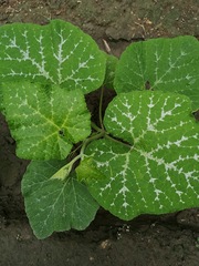Cucurbita moschata