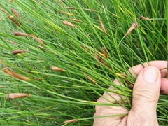 Hypodiscus willdenowia