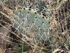 Opuntia discata