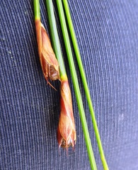 Hypodiscus willdenowia