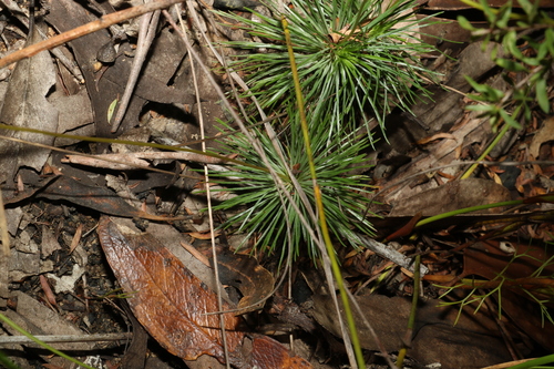 Image of Stylidium lineare by (c) Greg Tasney, some rights reserved (CC BY-SA)