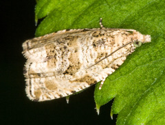 Olethreutes umbrosana