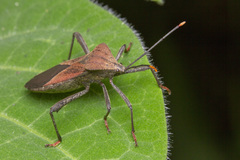 Ochrochira