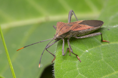 Ochrochira