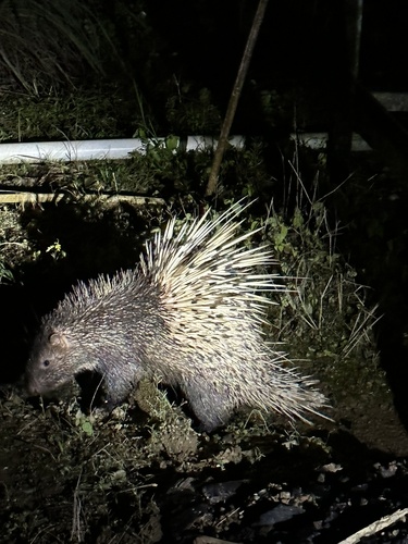 Sumatran Porcupine (Hystrix sumatrae) — Least Concern Mammalia