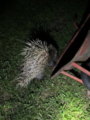 Sumatran Porcupine photo 2