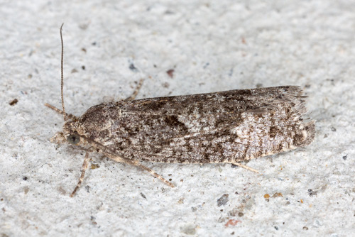 Larch Tortrix
