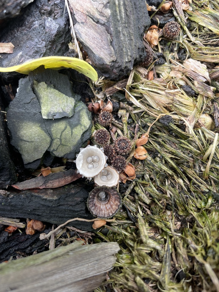 fluted bird's nest fungus from North Island, Whangārei, Northland, NZ