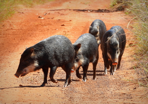 White-lipped Peccary, photo 4 of 8