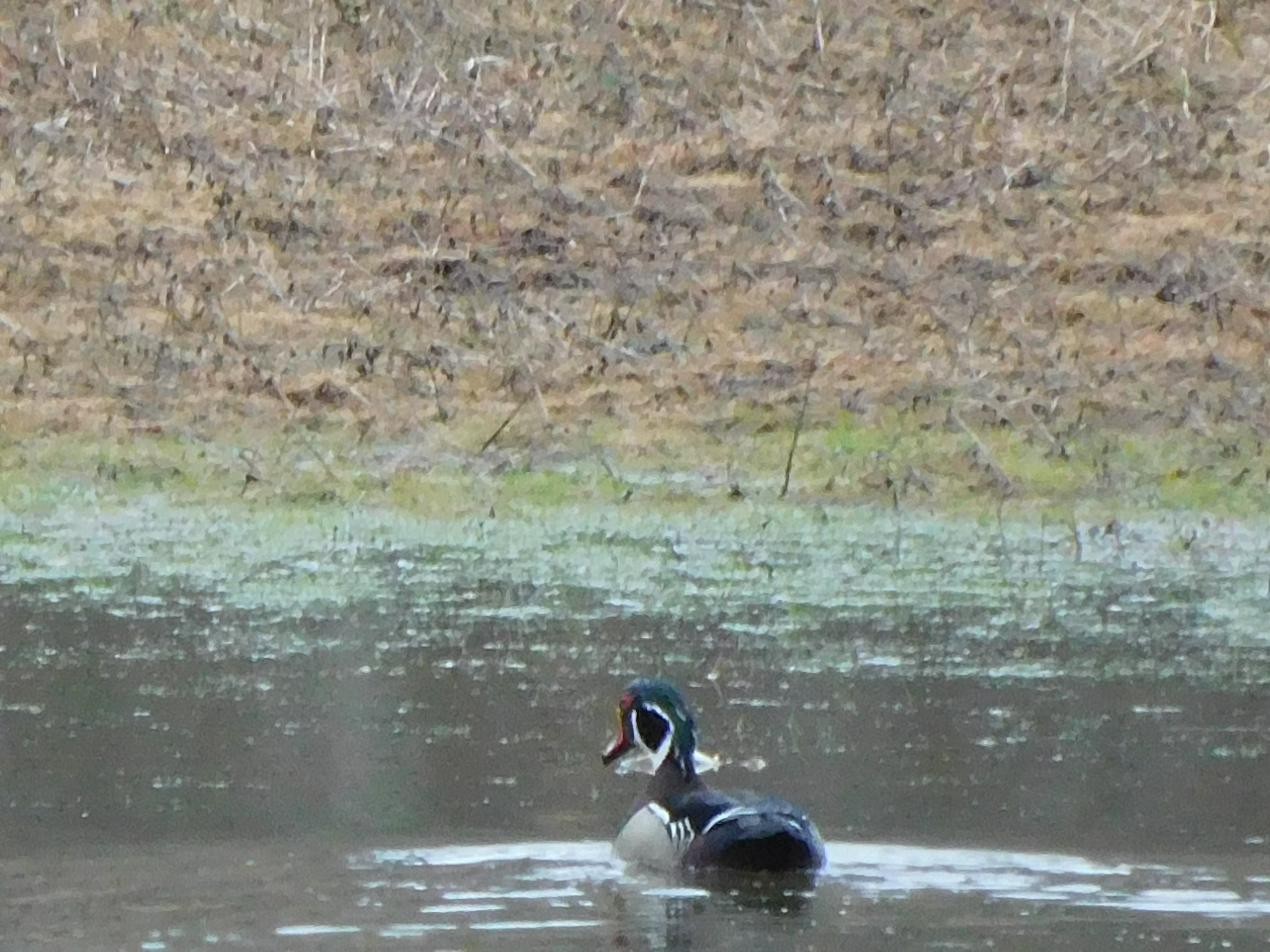 Wood Duck