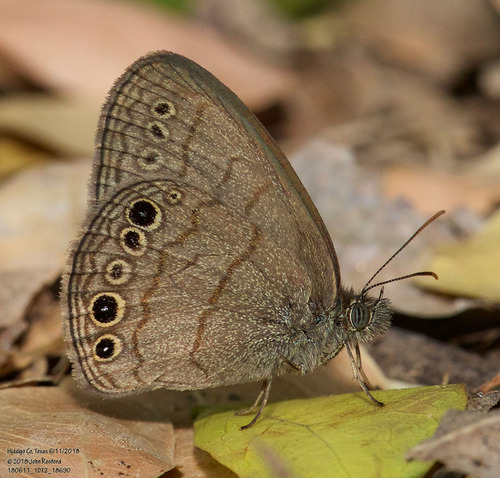 South Texas Satyr photo 4