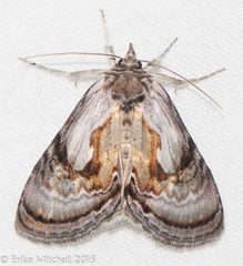 Chrysanympha formosa