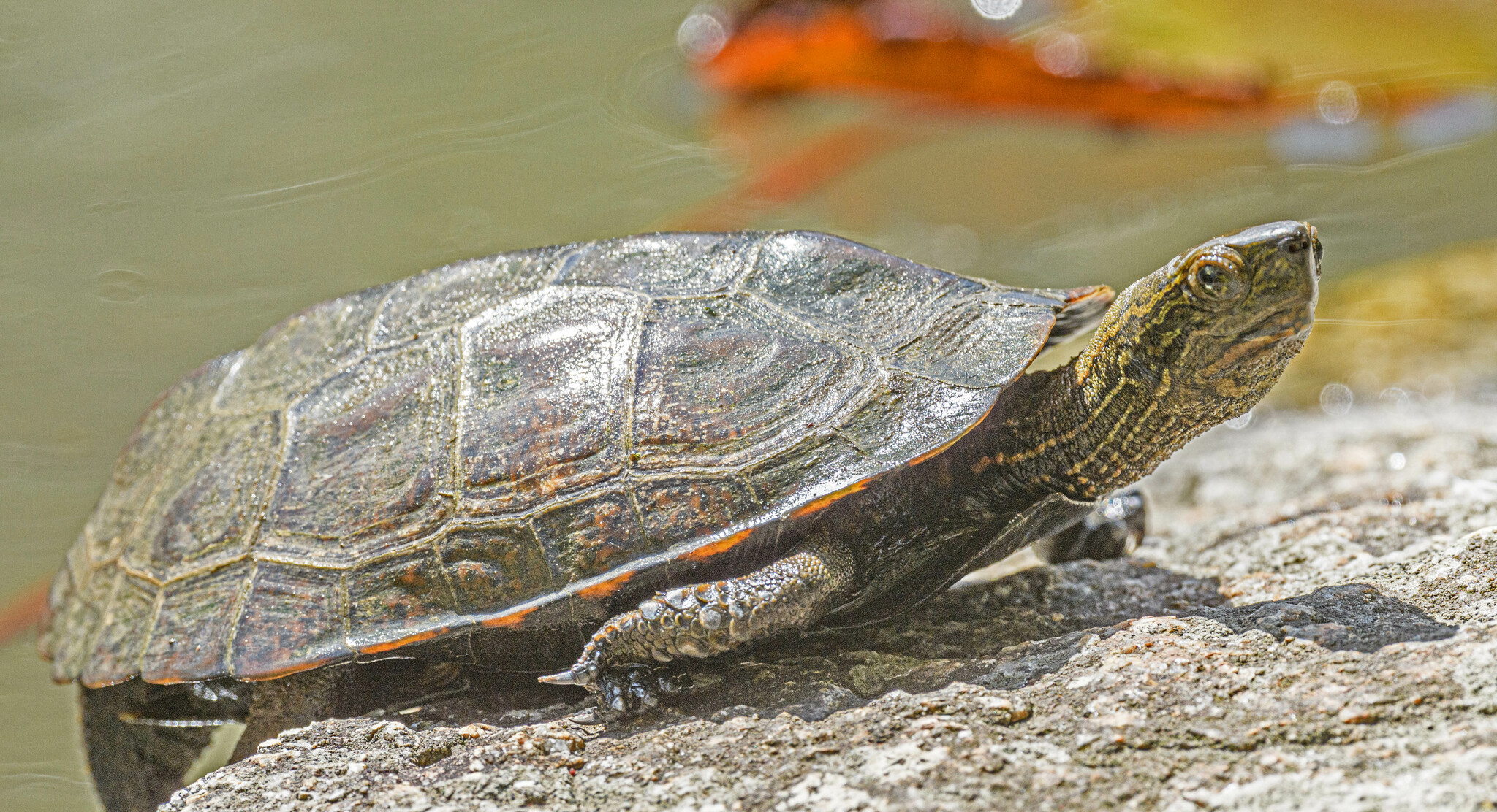 Mauremys japonica (Temminck & Schlegel, 1835)