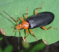 Neopyrochroa flabellata