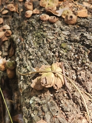 Apioperdon pyriforme image