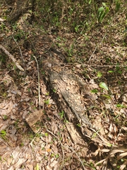 Apioperdon pyriforme image