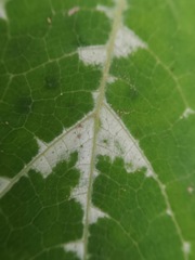 Cucurbita moschata