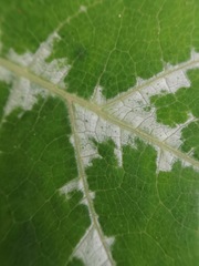Cucurbita moschata