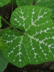 Cucurbita moschata