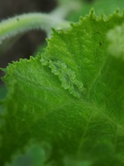 Cucurbita moschata