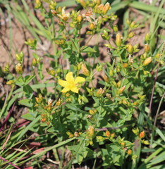 Hypericum aethiopicum