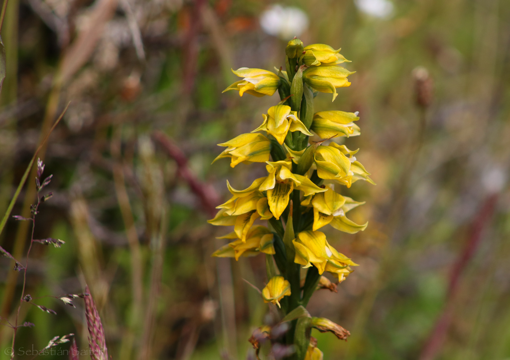 Gavilea kingii