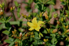 Hypericum aethiopicum