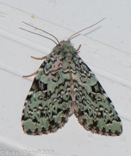Green Leuconycta Moth