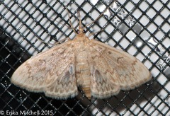 Herpetogramma aeglealis
