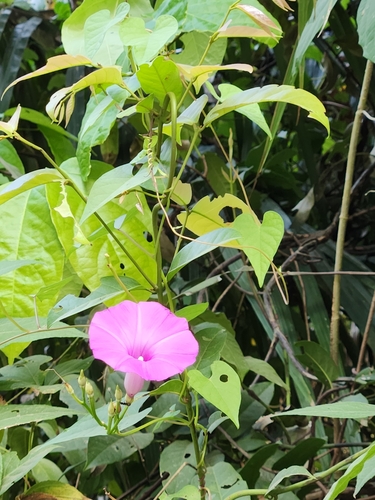 Image of Ipomoea splendor by (c) Jo Roberts, some rights reserved (CC BY)