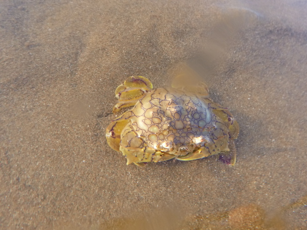 Flower Moon Crab from Port Hedland WA 6721, Australia on April 07, 2023