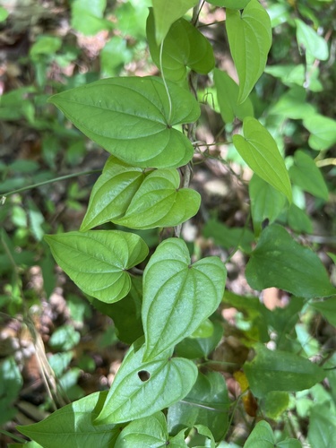 Florida yam (Dioscorea floridana)