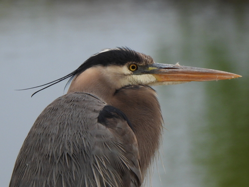 Great Blue Heron photographed in Texas