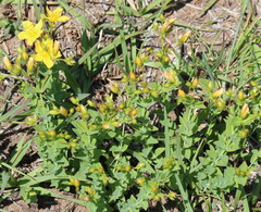 Hypericum aethiopicum